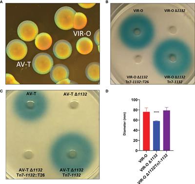 A LysR-Type Transcriptional Regulator Controls Multiple Phenotypes in Acinetobacter baumannii